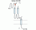 CACNA2D4/Cavα2δ4 (extracellular) Blocking Peptide