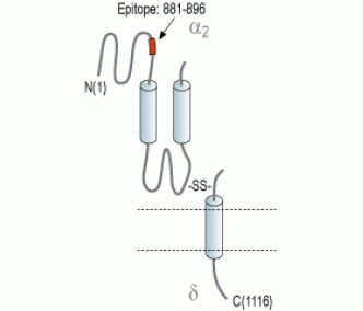 CACNA2D4/Cavα2δ4 (extracellular) Blocking Peptide