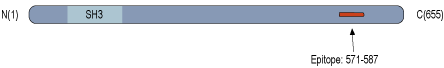 Anti-CACNB2 Antibody