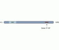 CACNB2 Blocking Peptide
