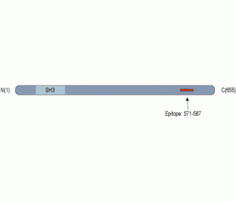 CACNB2 Blocking Peptide