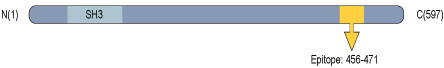 Anti-CACNB1 Antibody