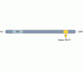 CACNB1 Blocking Peptide