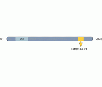 CACNB1 Blocking Peptide