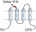 Anti-CACNG7 (extracellular) Antibody