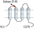 Anti-CACNG7 (extracellular) Antibody