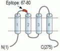 CACNG7 (extracellular) Blocking Peptide