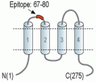 CACNG7 (extracellular) Blocking Peptide