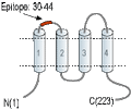 Anti-CACNG1 (extracellular) Antibody