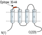 Anti-CACNG1 (extracellular) Antibody
