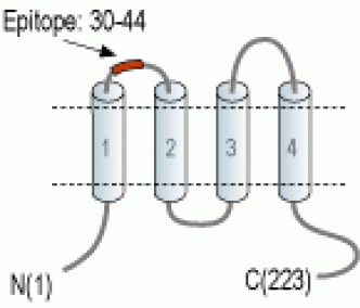 CACNG1 (extracellular) Blocking Peptide