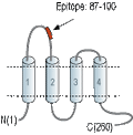 Anti-CACNG6 (extracellular) Antibody