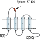 Anti-CACNG6 (extracellular) Antibody