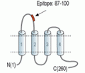 CACNG6 (extracellular) Blocking Peptide