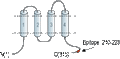 Anti-CACNG3 Antibody