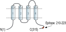 Anti-CACNG3 Antibody
