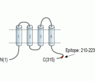 CACNG3 Blocking Peptide