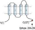 Anti-CACNG4 Antibody