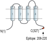 Anti-CACNG4 Antibody