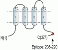 CACNG4 Blocking Peptide