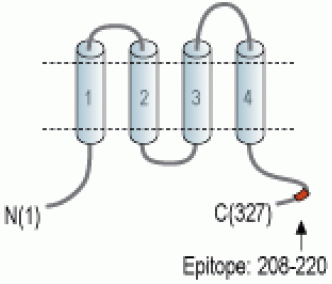 CACNG4 Blocking Peptide