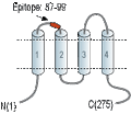 Anti-CACNG5 (extracellular) Antibody
