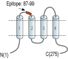 Anti-CACNG5 (extracellular) Antibody