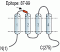 CACNG5 (extracellular) Blocking Peptide