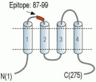 CACNG5 (extracellular) Blocking Peptide