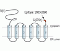 IP3 Receptor-2/ITPR2 Blocking Peptide