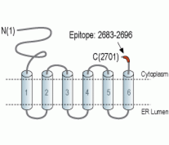 IP3 Receptor-2/ITPR2 Blocking Peptide