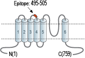 Anti-TRPC1 (extracellular) Antibody