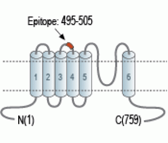 TRPC1 (extracellular) Blocking Peptide