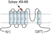 Anti-TRPC4 (extracellular) Antibody