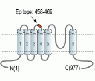 TRPC4 (extracellular) Blocking Peptide