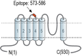 Anti-TRPC6 (extracellular) Antibody