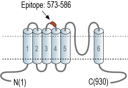 Anti-TRPC6 (extracellular) Antibody
