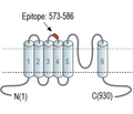 TRPC6 (extracellular) Blocking Peptide
