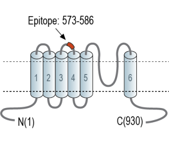 TRPC6 (extracellular) Blocking Peptide