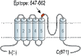 Anti-TRPV4 (extracellular) Antibody