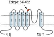 Anti-TRPV4 (extracellular) Antibody