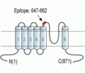 TRPV4 (extracellular) Blocking Peptide