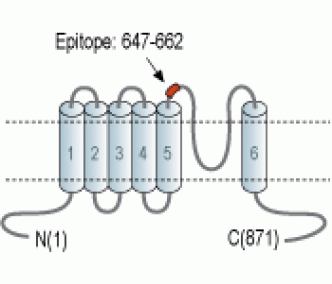 TRPV4 (extracellular) Blocking Peptide