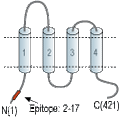 Anti-CACNG8 Antibody