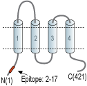 Anti-CACNG8 Antibody