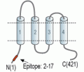 CACNG8 Blocking Peptide