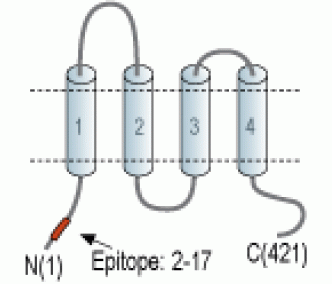CACNG8 Blocking Peptide