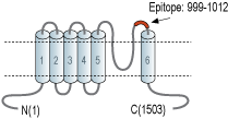 Anti-TRPM2 (extracellular) Antibody