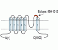 TRPM2 (extracellular) Blocking Peptide