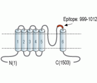 TRPM2 (extracellular) Blocking Peptide